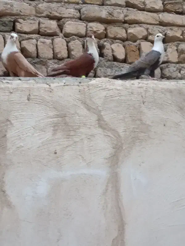 کلاغ کربلایی|پرنده|مشهد, شهرک شیرین|دیوار