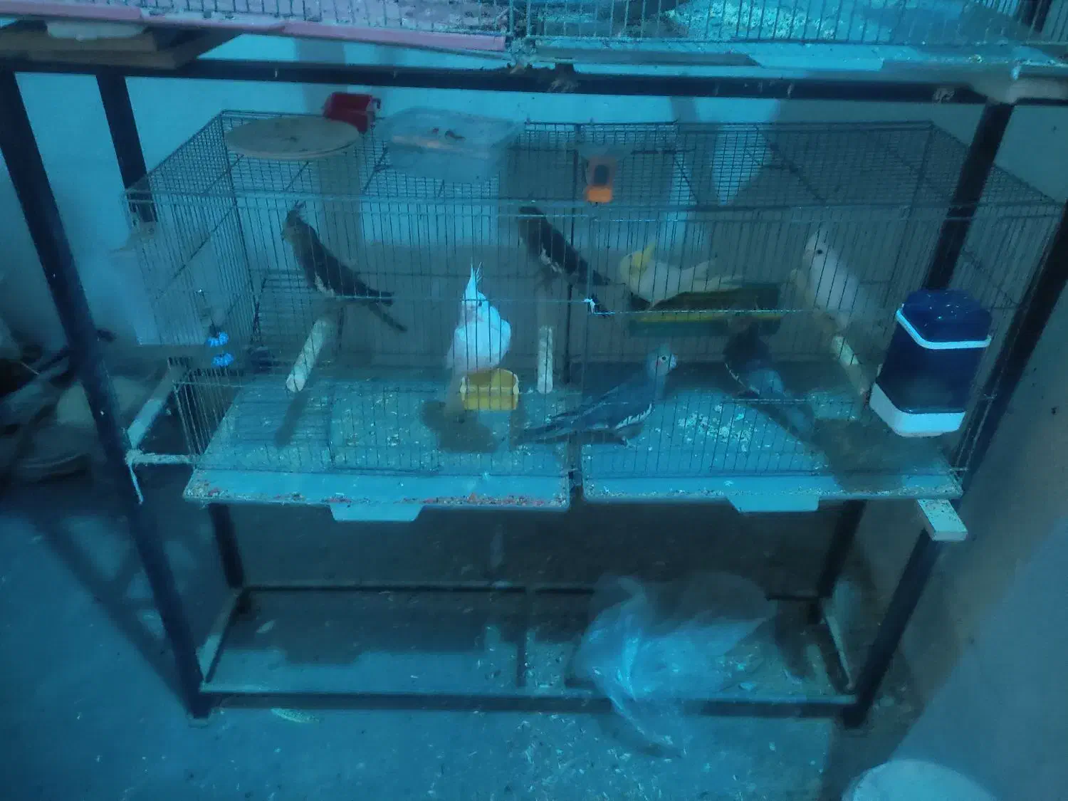 فروش عروس هلندی|پرنده|کاشان, یزدآباد|دیوار