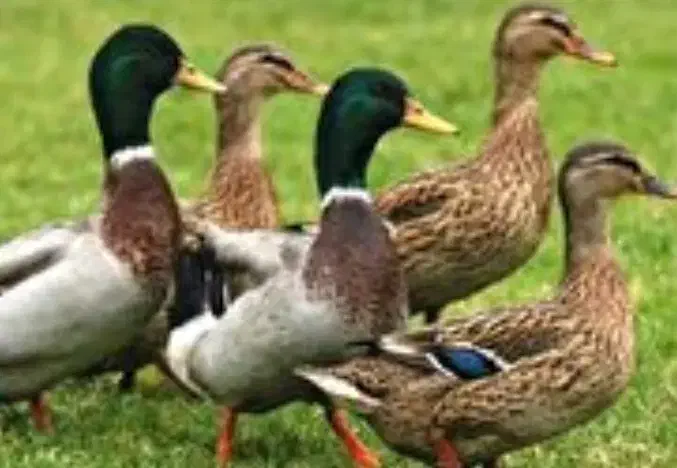 فروش اردک محلی|حیوانات مزرعه|قائم‌شهر, |دیوار