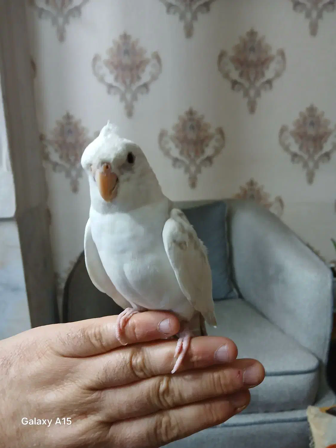 عروس هلندی جفت خورده مولد واقعی|پرنده|اسلامشهر, مظفریه|دیوار