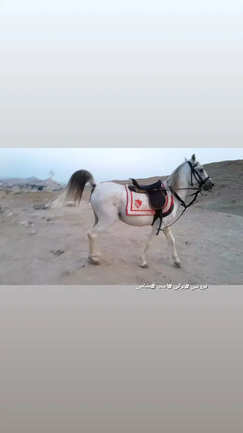 فروش همه نژاد اسب ب قیمت|اسب و تجهیزات اسبسواری|بندرعباس, |دیوار