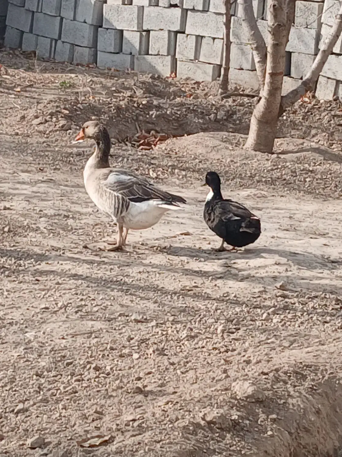 غاز محلی و اردک محلی|حیوانات مزرعه|مشگین شهر, |دیوار