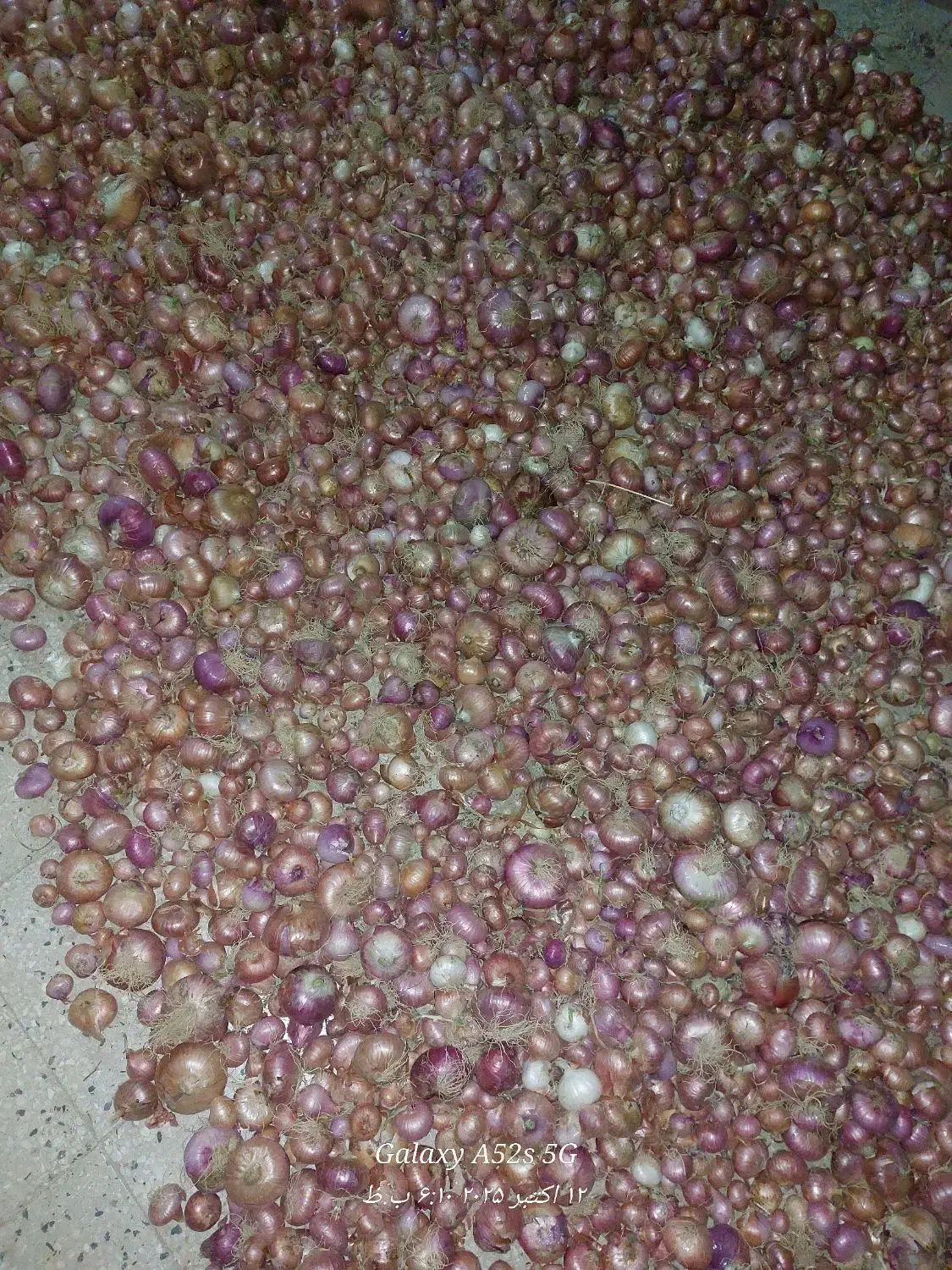 فروش پیاز|خوردنی و آشامیدنی|همایجان, |دیوار