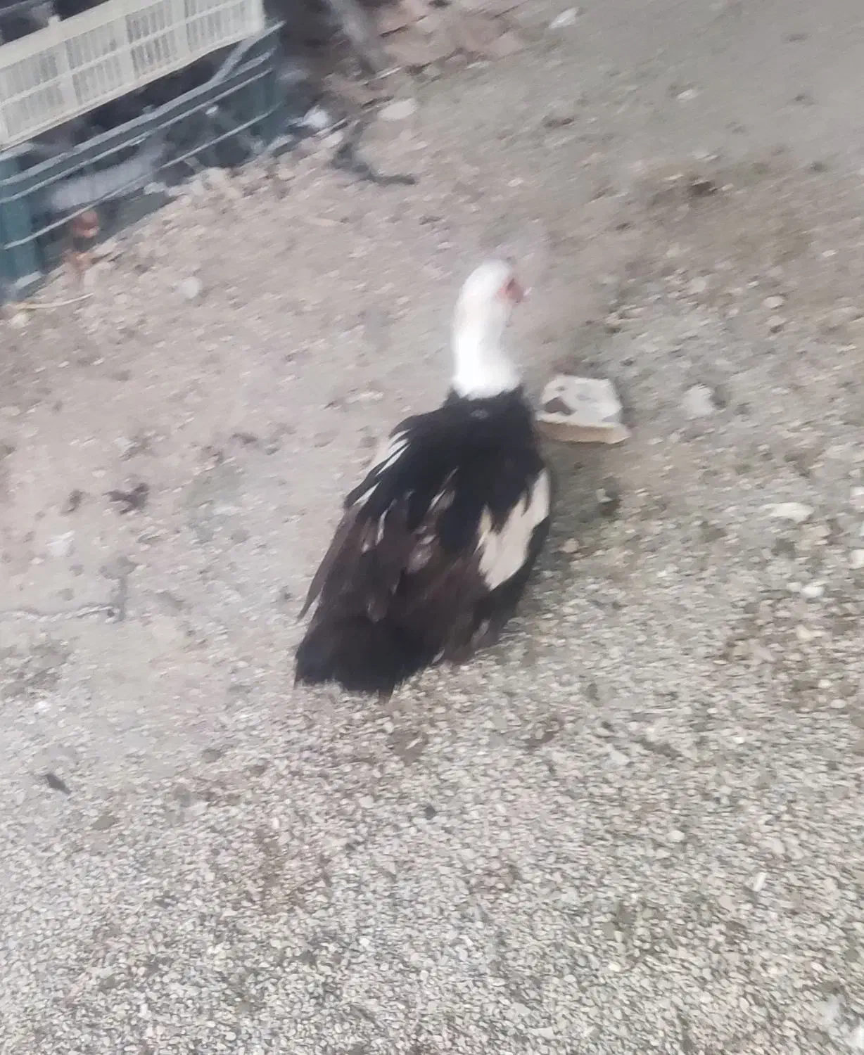 لاری.اوردک شوروی .خروس ابریشمی .قو غاز|حیوانات مزرعه|ارومیه, |دیوار