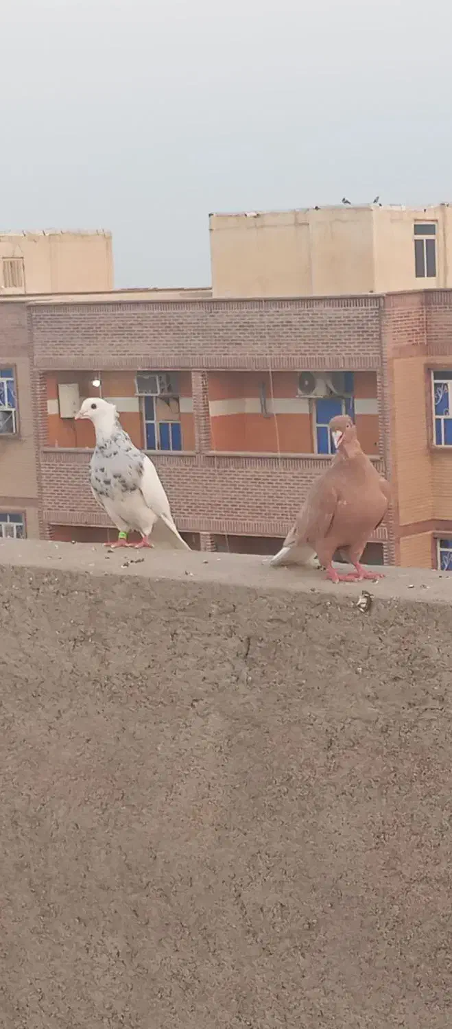 سرگرمی و فراغت ...|پرنده|شوشتر, |دیوار