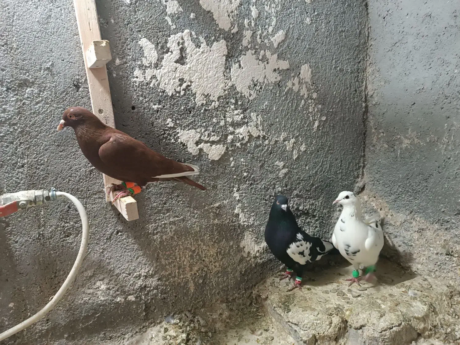 کبوتر رنگه|پرنده|تربت‌حیدریه, پارک پرستار|دیوار