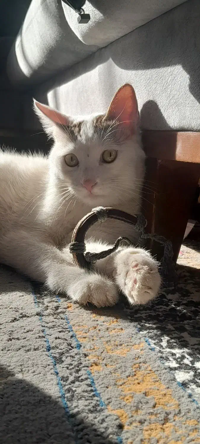 واگذاری گربه dsh|گربه|اصفهان, بهارستان|دیوار