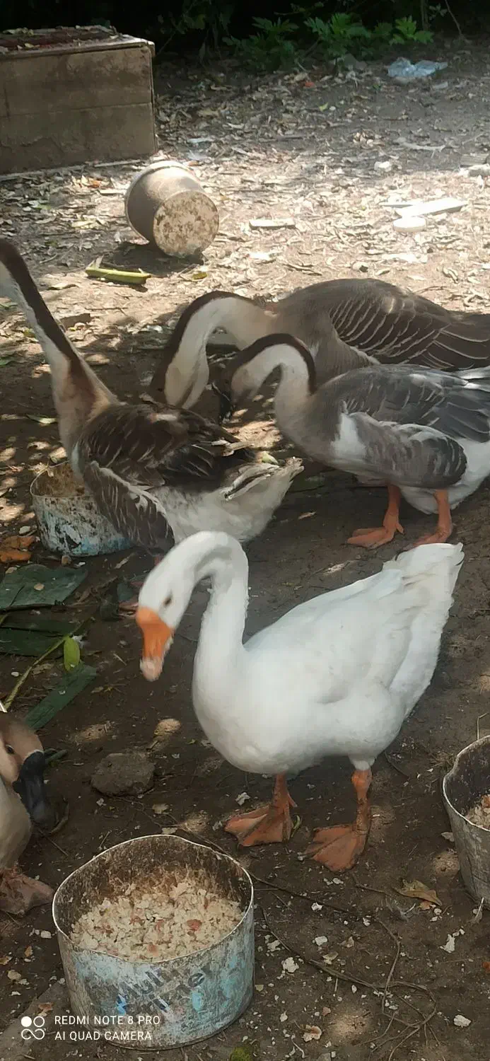 خروس محلی برای قربانی و نسل گیری|حیوانات مزرعه|نوشهر, |دیوار