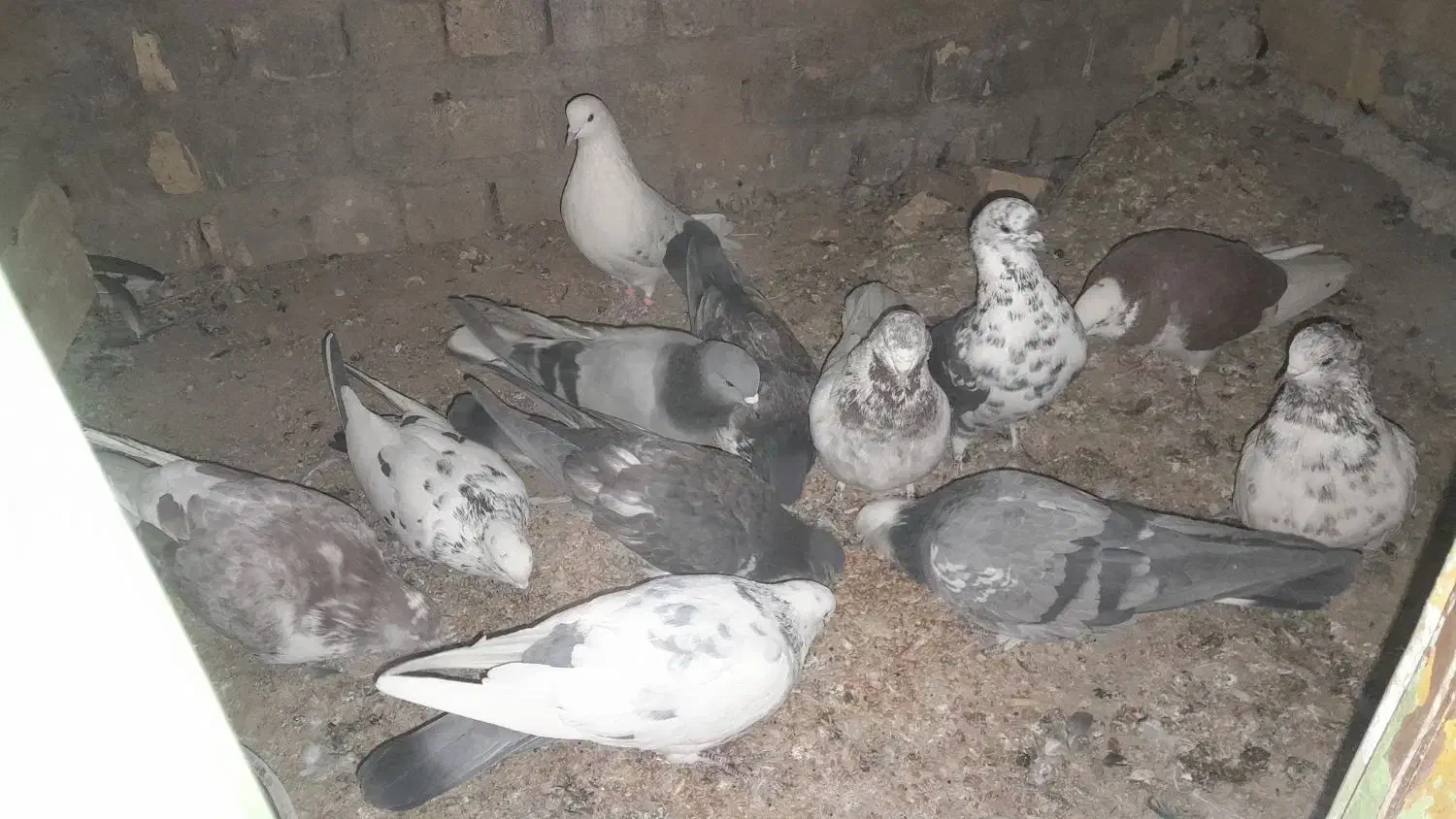 کبوترپرشی|پرنده|چادگان, |دیوار