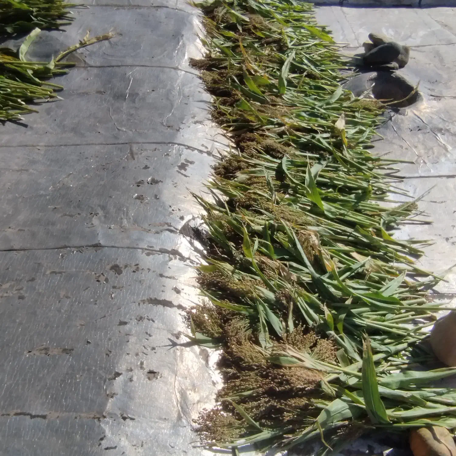 مقداری جارو سوپرگه آماده|لوازم نظافت|مشگین شهر, |دیوار