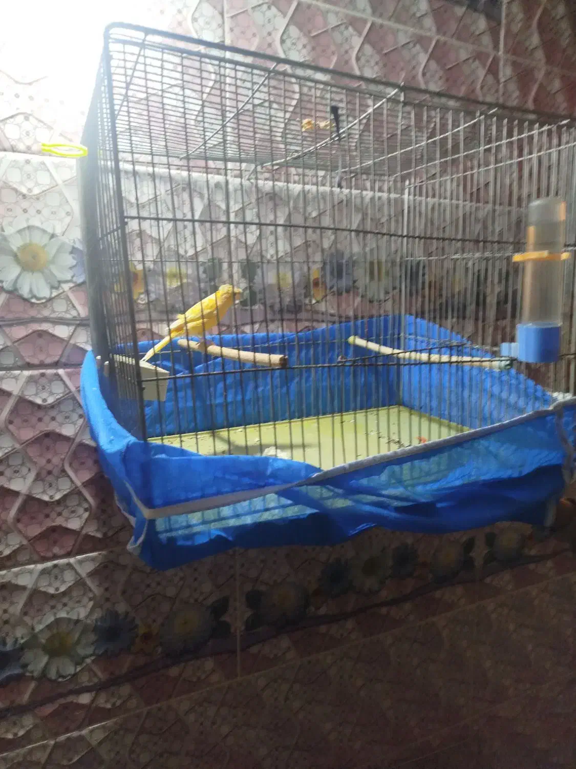 قناری|پرنده|کیار, |دیوار