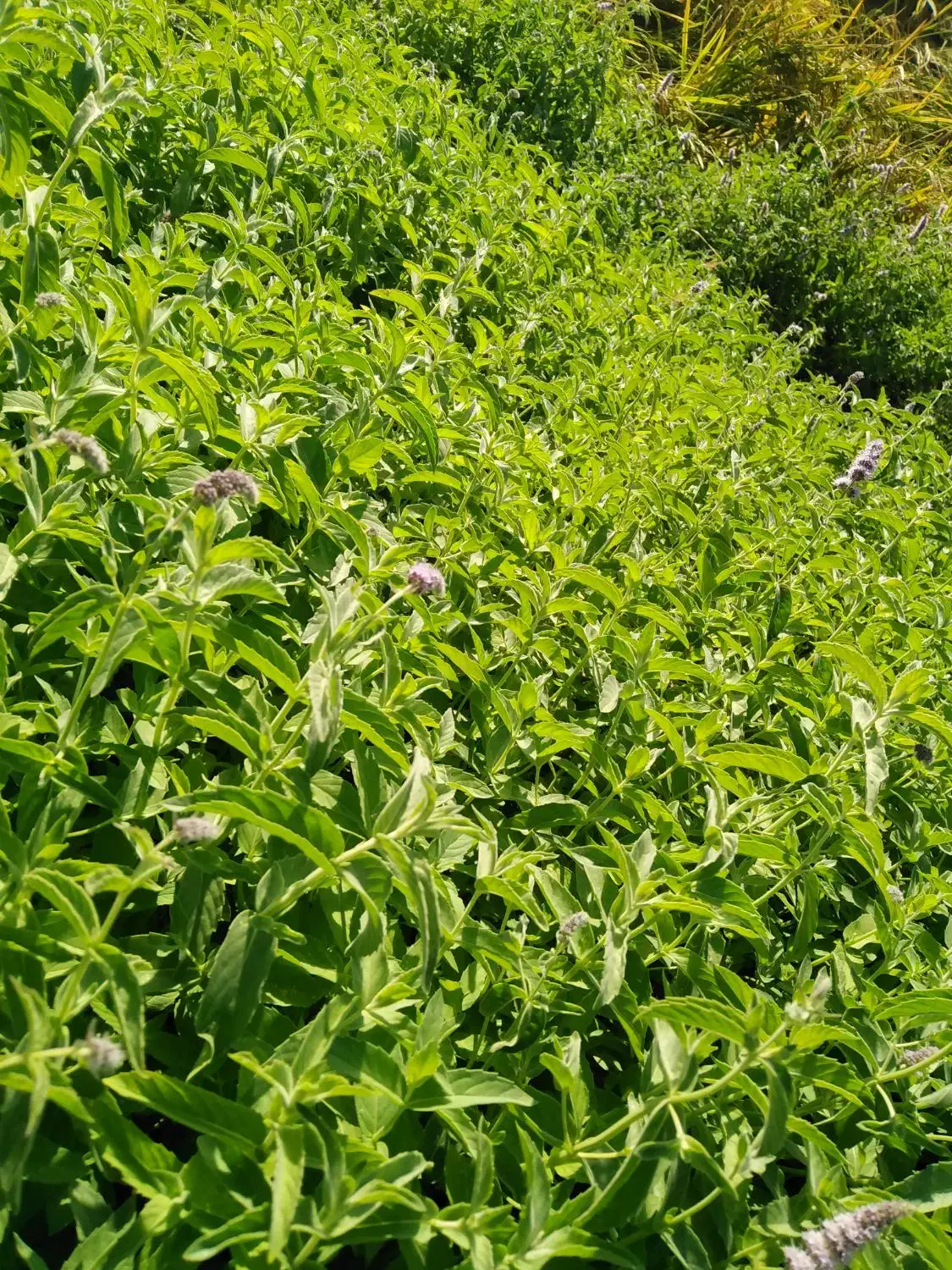 گل ختمی و پونه کوهی|خوردنی و آشامیدنی|کر, |دیوار