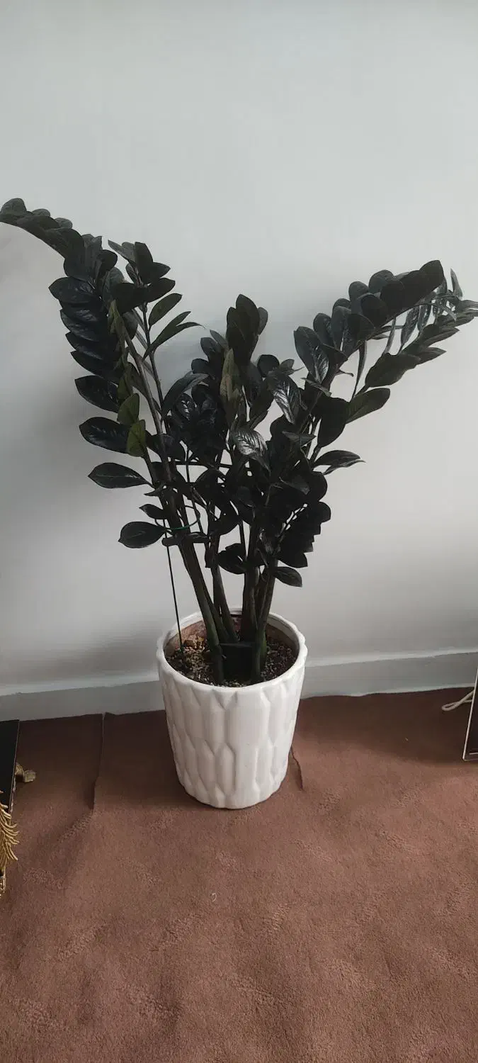 زامو فیلیای بلک|گل و گیاه طبیعی|سمنان, |دیوار