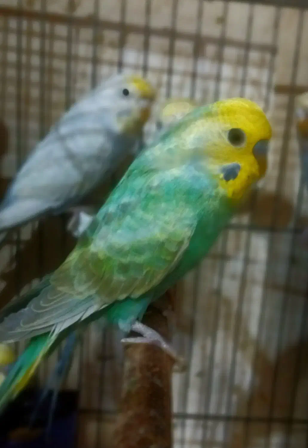 مرغ عشق رنگین کمانی|پرنده|تهران, امام حسین|دیوار