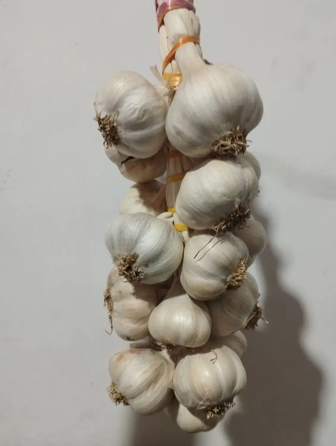 سیر محلی شیرین و باقالا|حراج|لنگرود, |دیوار