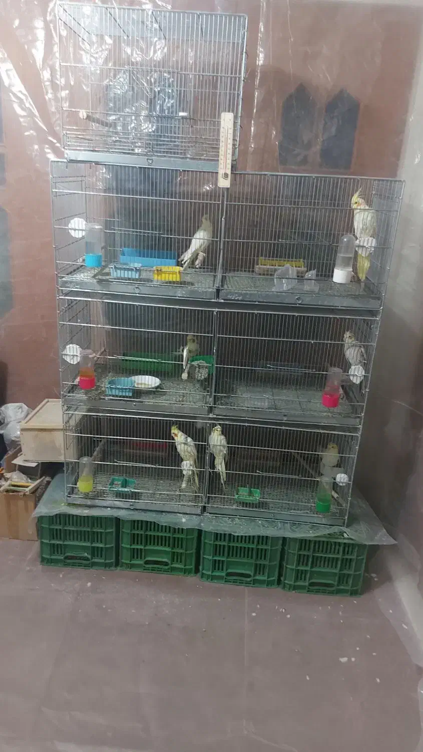 عروس هلندی مولد|پرنده|دهاقان, |دیوار