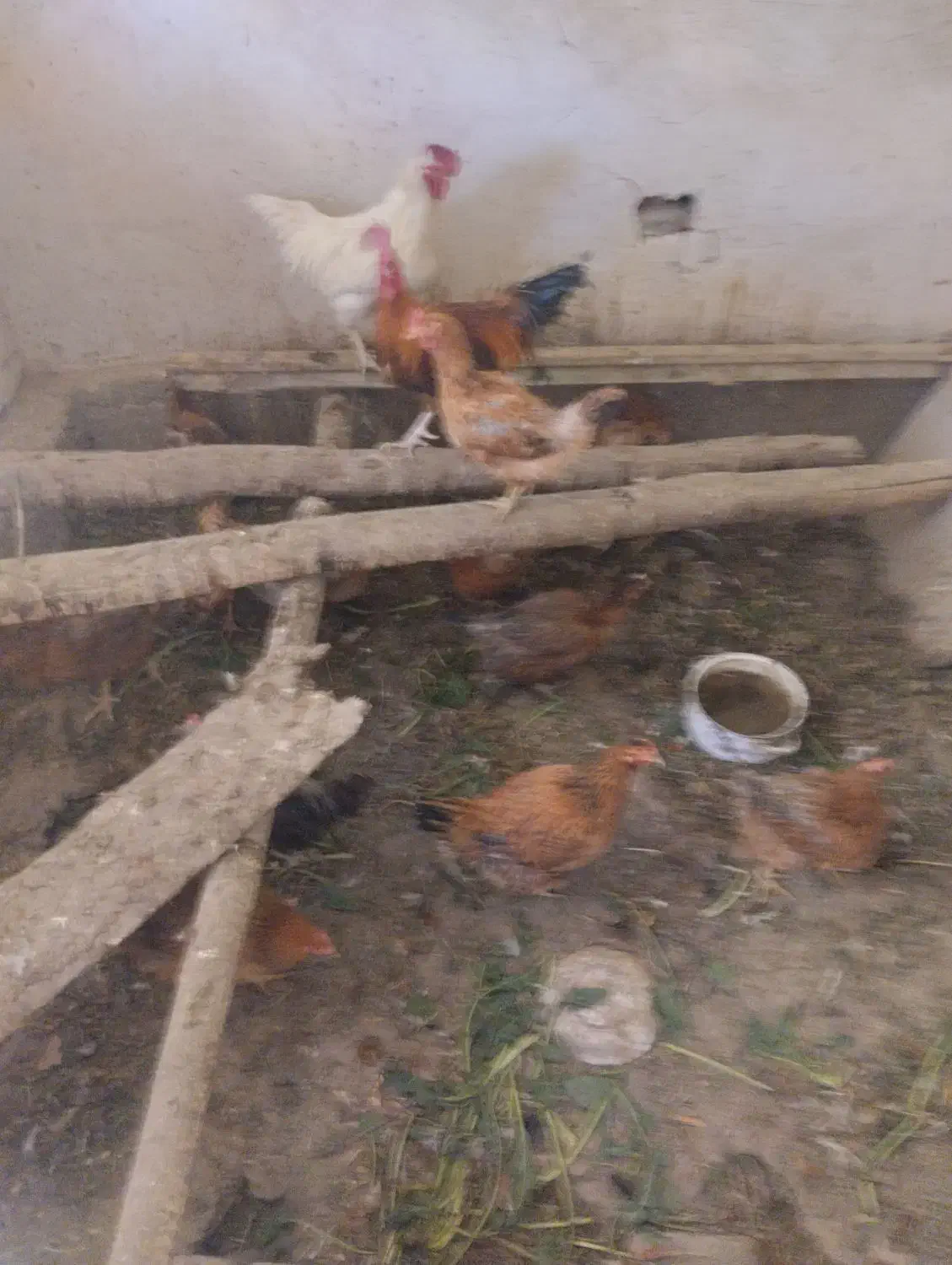 افروش مرغ تخمگذار|حیوانات مزرعه|عجب شیر, |دیوار