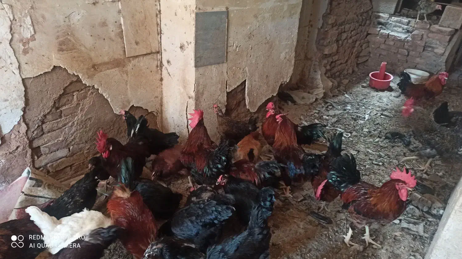 فروش مرغ و خروس|حیوانات مزرعه|باشتین, |دیوار