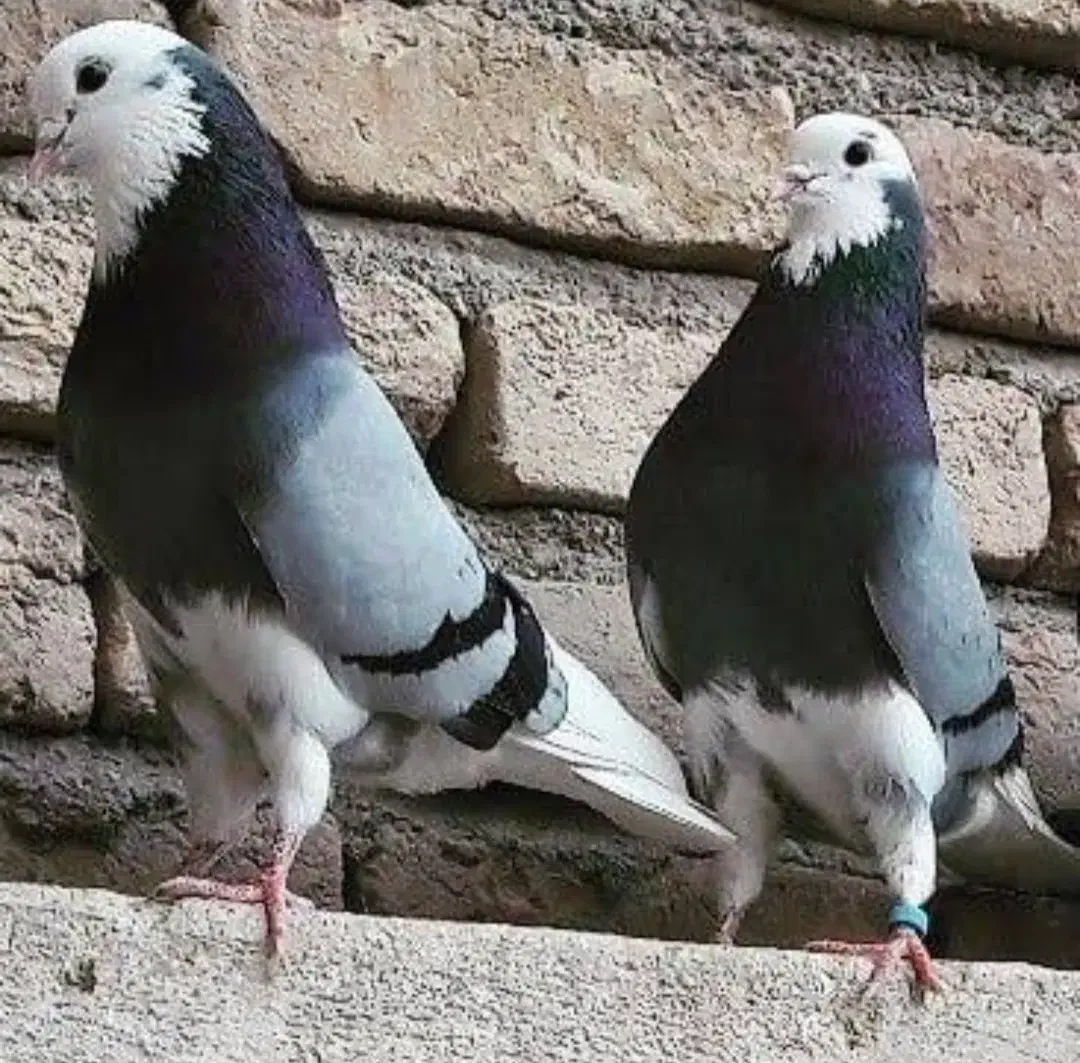 کفتر فروشی|پرنده|کاشان, رسالت|دیوار