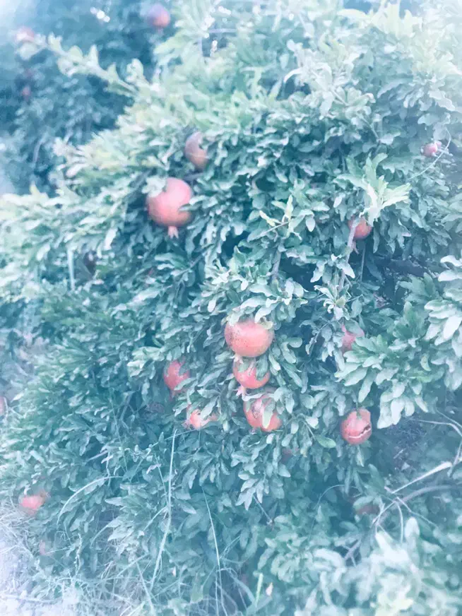 باغ روستای دالستان جاده قدیم ساوه سلفچگان|فروش خانه و ویلا|قم, آزادگان|دیوار