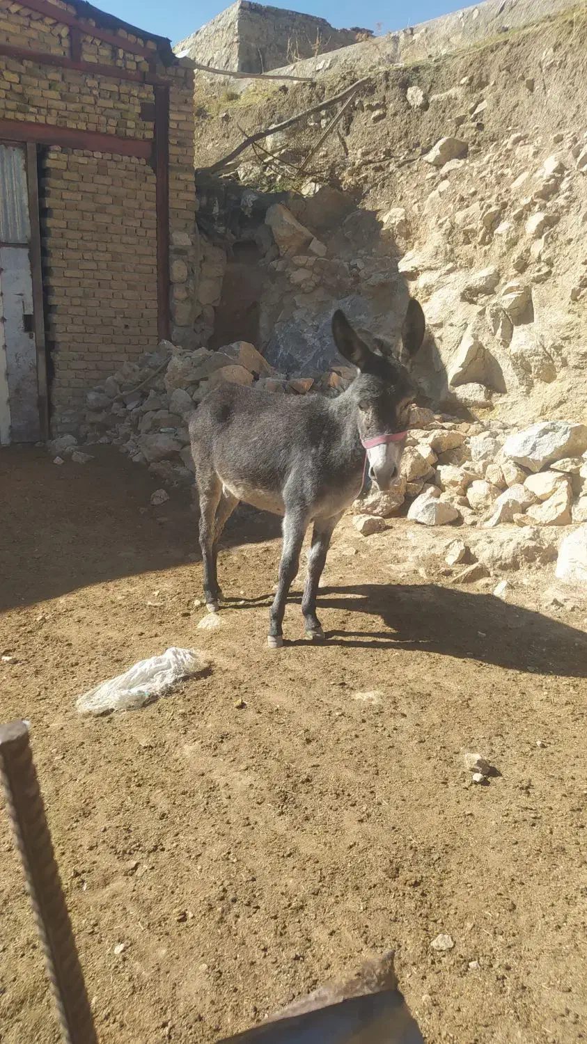 الاغ|حیوانات مزرعه|زاغه, |دیوار