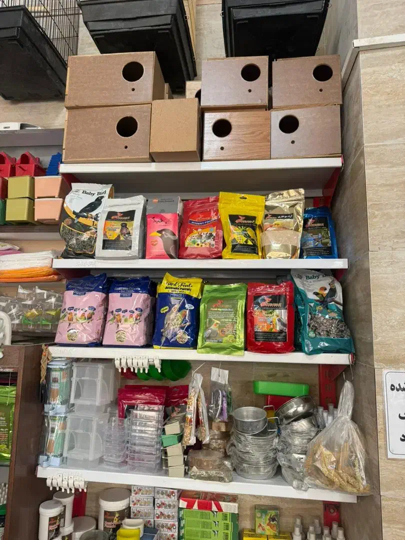 شاه طوطی ملنگو عروس برزیلی کرینچیگ سخنگو رام دستی|پرنده|تهران, وحیدیه|دیوار