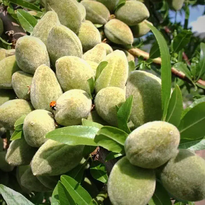 نهالستان پالیزدارای ارقام متفاوتنهال دیرگل پربار|خدمات باغبانی و درختکاری|هیر, |دیوار