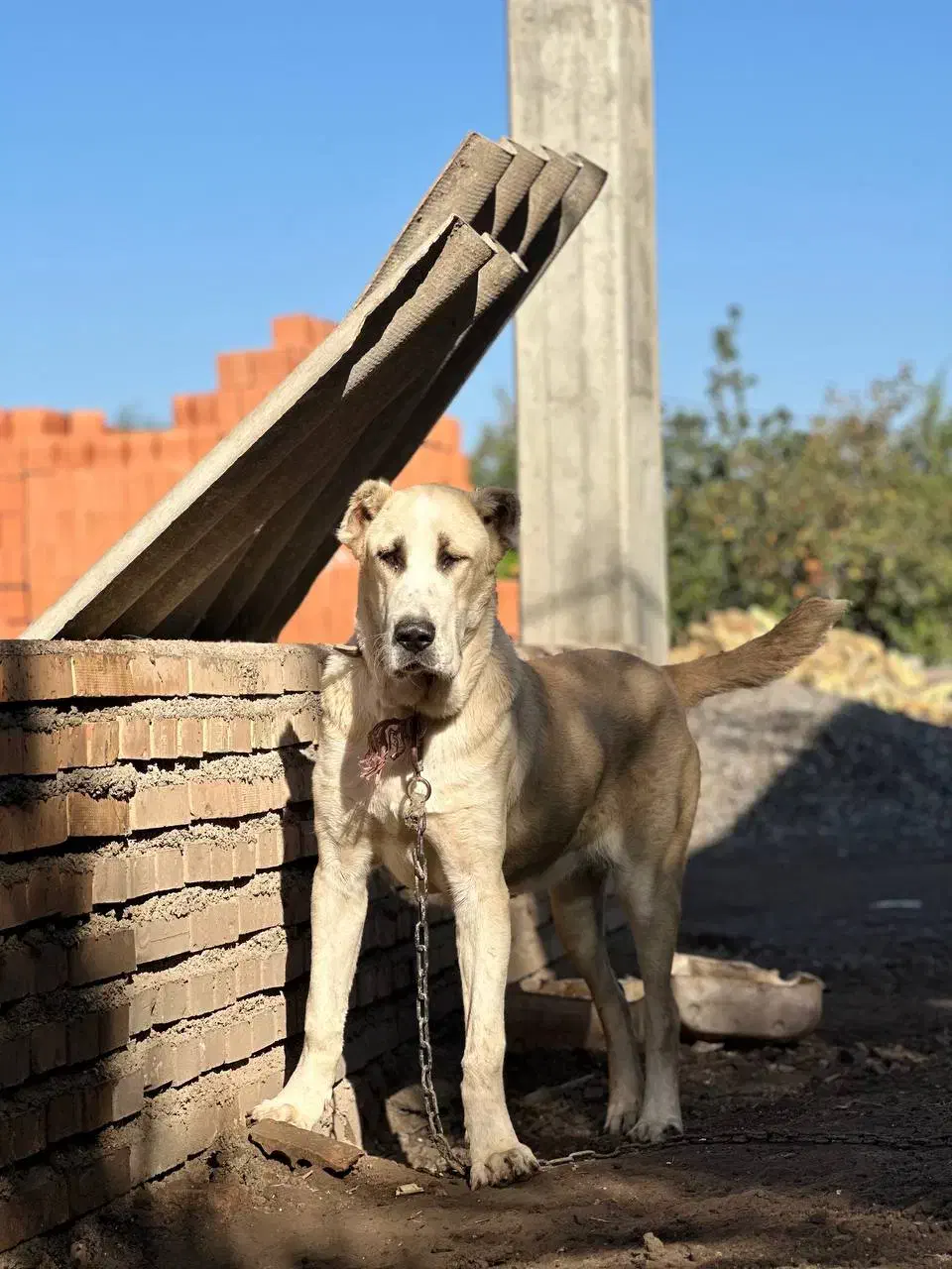 ماده آلابای اصیل ده ماهه|سگ|سنگدوین, |دیوار