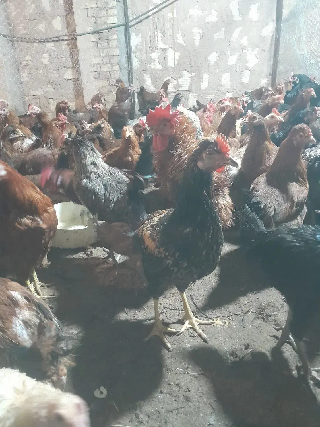 مرغ و خروس و جوجه ۲ ماهه|حیوانات مزرعه|یزد, |دیوار