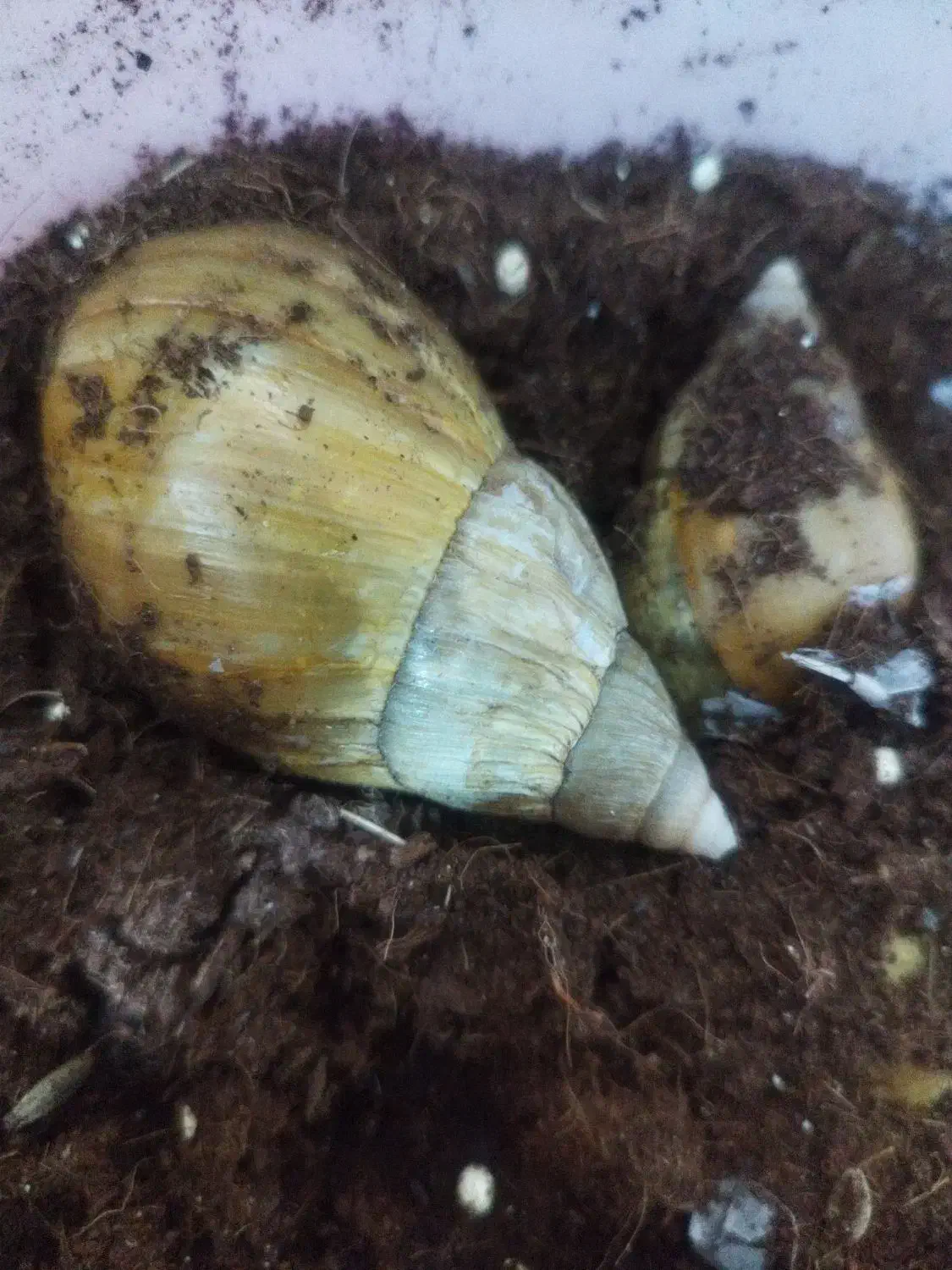 حلزون|خزنده|یزد, |دیوار