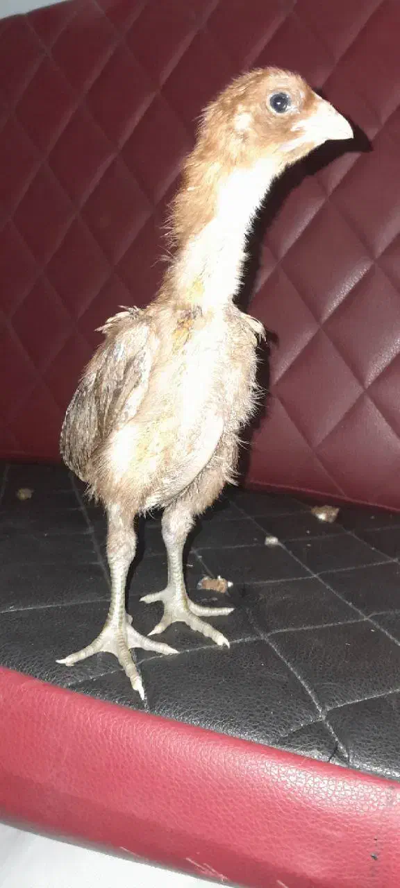 جوجه لاری اصیل ۳۵ روزه|حیوانات مزرعه|کلاچای, |دیوار