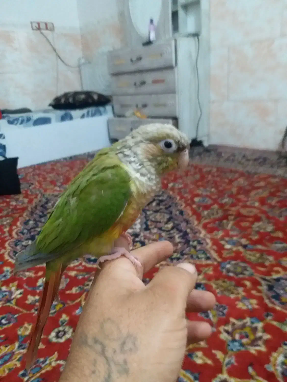 طوطی گرینچیک سالم سر حال فول اشتی|پرنده|بندرعباس, |دیوار