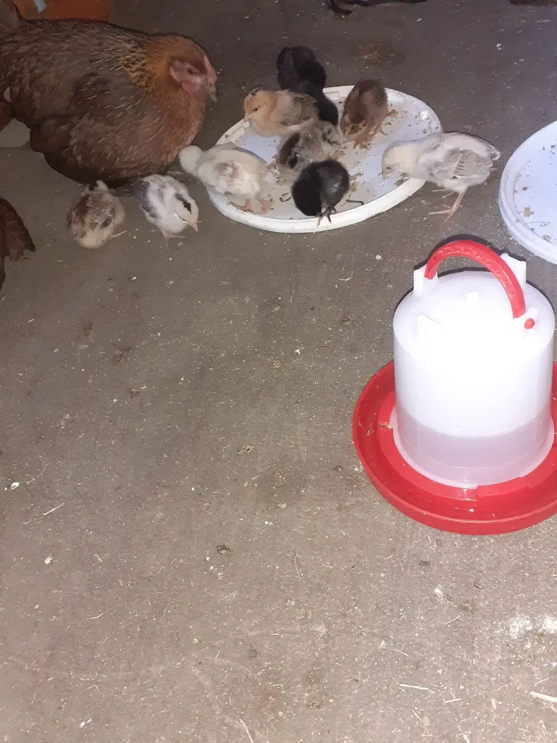 جوجه عربی|حیوانات مزرعه|سوسنگرد, |دیوار