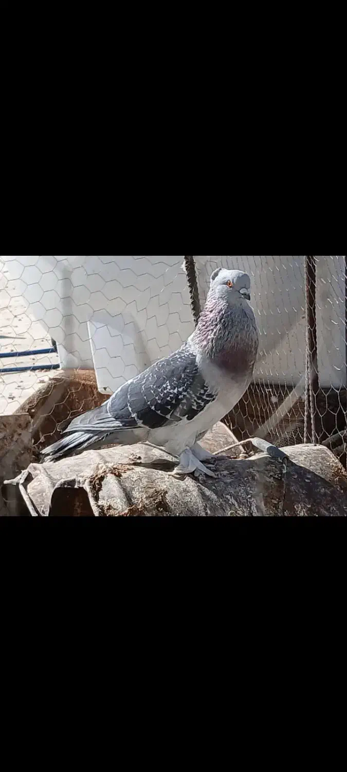 جفت کبوتر|پرنده|یاسوج, |دیوار