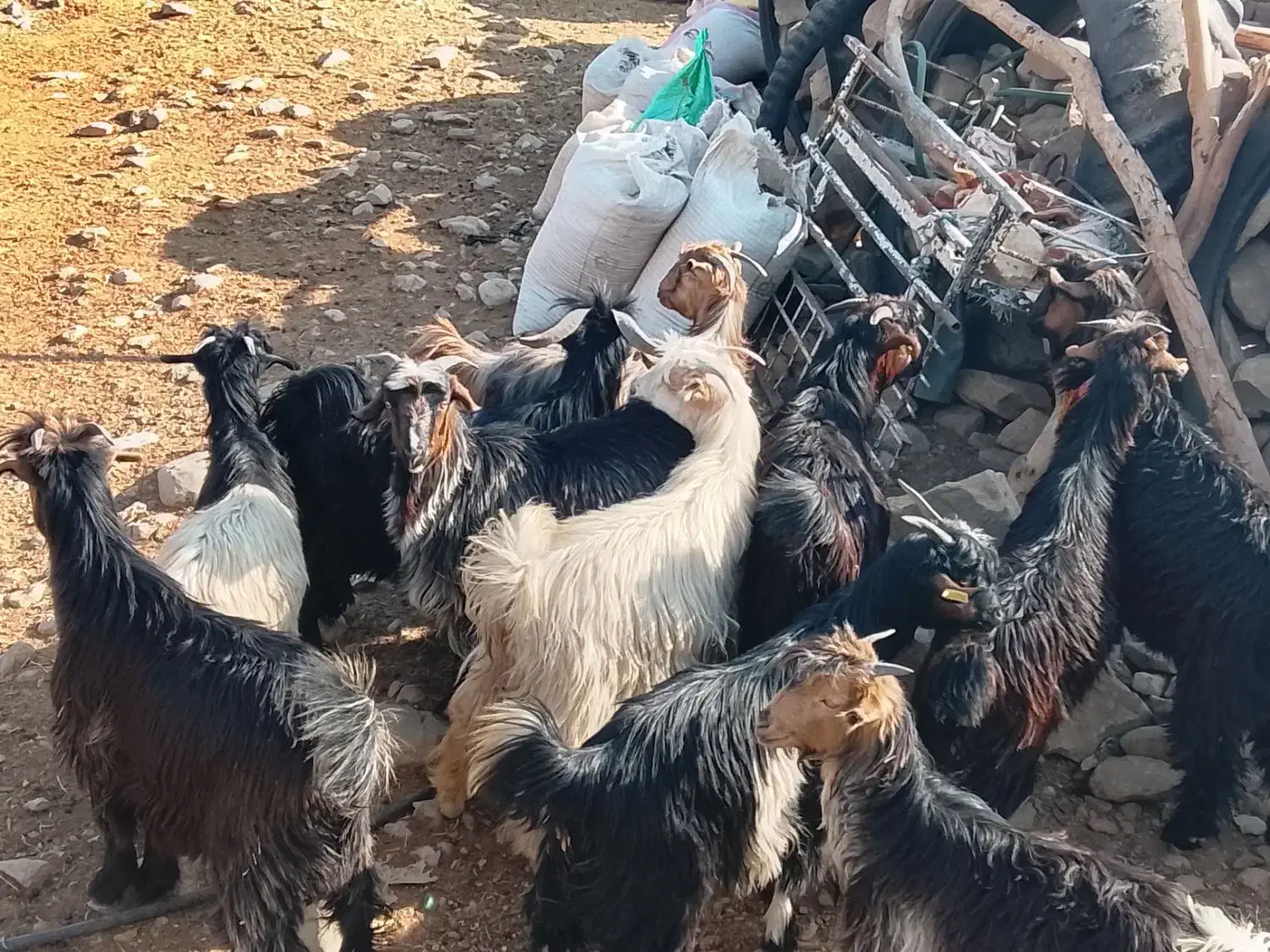 32راستیشتر روزگاریمعاملهبانیسانومیش|حیوانات مزرعه|ایذه, |دیوار