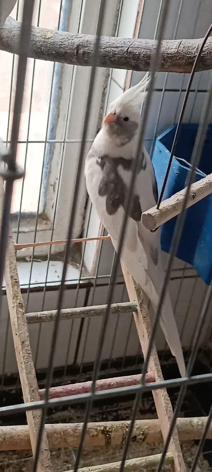 عروس هلندی|پرنده|رباط‌کریم, رباط‌کریم|دیوار