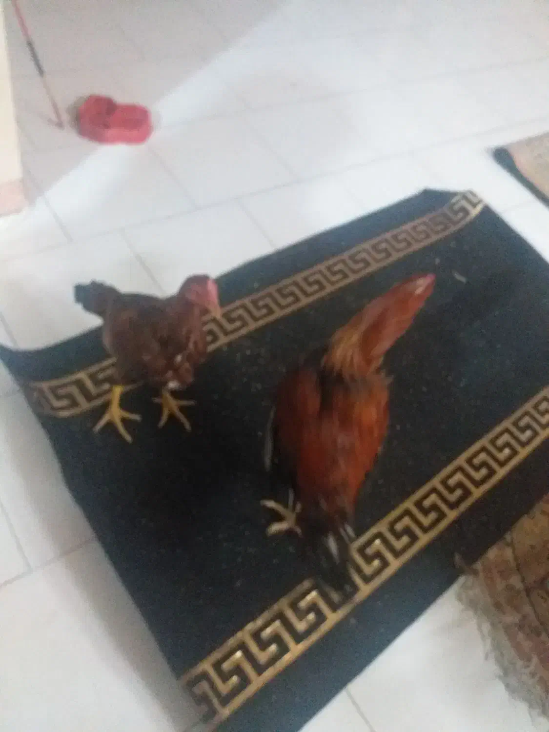 خروس لاری|حیوانات مزرعه|تهران, جوادیه|دیوار