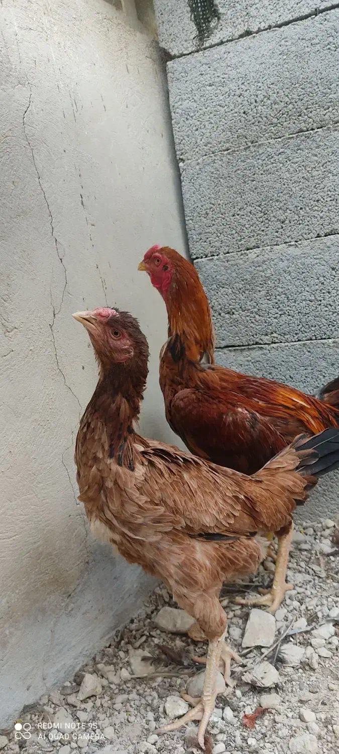 لاری|حیوانات مزرعه|آبدان, |دیوار