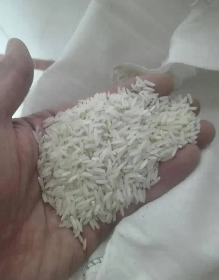 برنج طارم هاشمی برداشت امسال1404 محصول گیلان|خوردنی و آشامیدنی|شیراز, سینما سعدی|دیوار