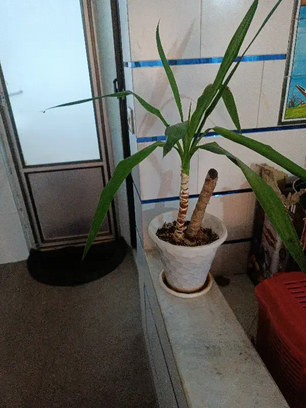 گل وگیاه دارم میخوام بفروشم برای روز مادر مناسبه|گل و گیاه طبیعی|شاهینشهر, گزبرخوار|دیوار