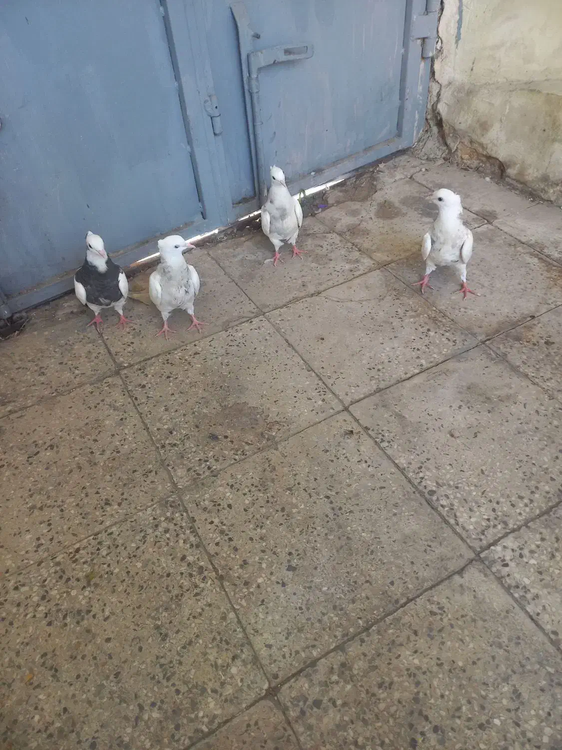 کبوتر طوقی شازده یا سرور|پرنده|شیراز, شهرک رضوان|دیوار