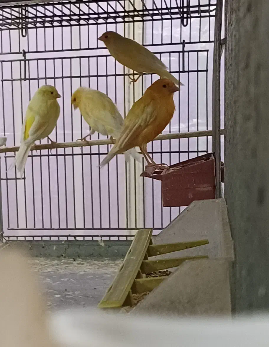 قناری|پرنده|خمینی‌شهر, |دیوار