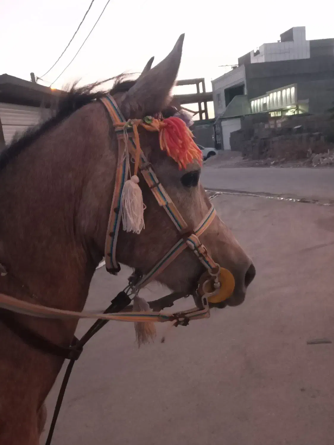 اسب|اسب و تجهیزات اسب‌سواری|بندر کنگان, |دیوار