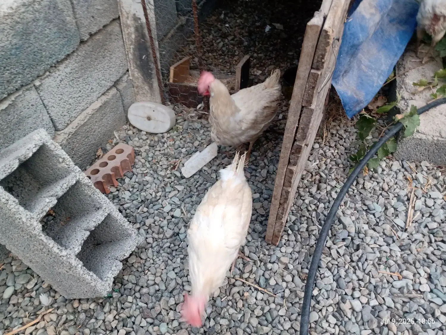 مرغ سفید قربانی|حیوانات مزرعه|شهریار, رنگرز|دیوار