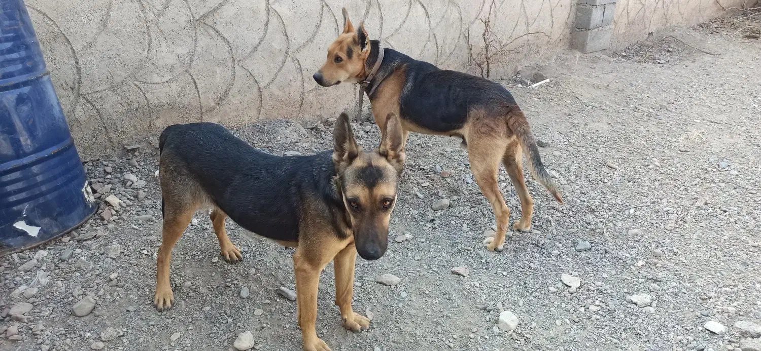 سگ ژرمن و گرگی|سگ|صوفیان, |دیوار