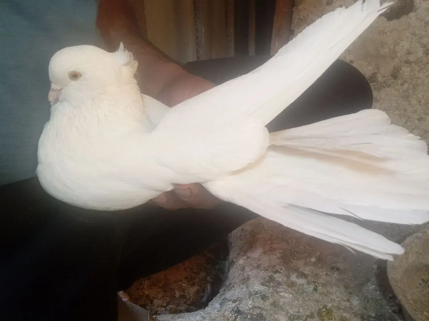 کفتر یا کبوتر|پرنده|ساوه, |دیوار