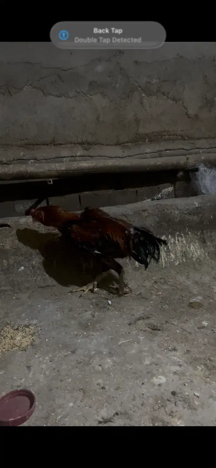 خروس لاری|حیوانات مزرعه|شاهین دژ, |دیوار