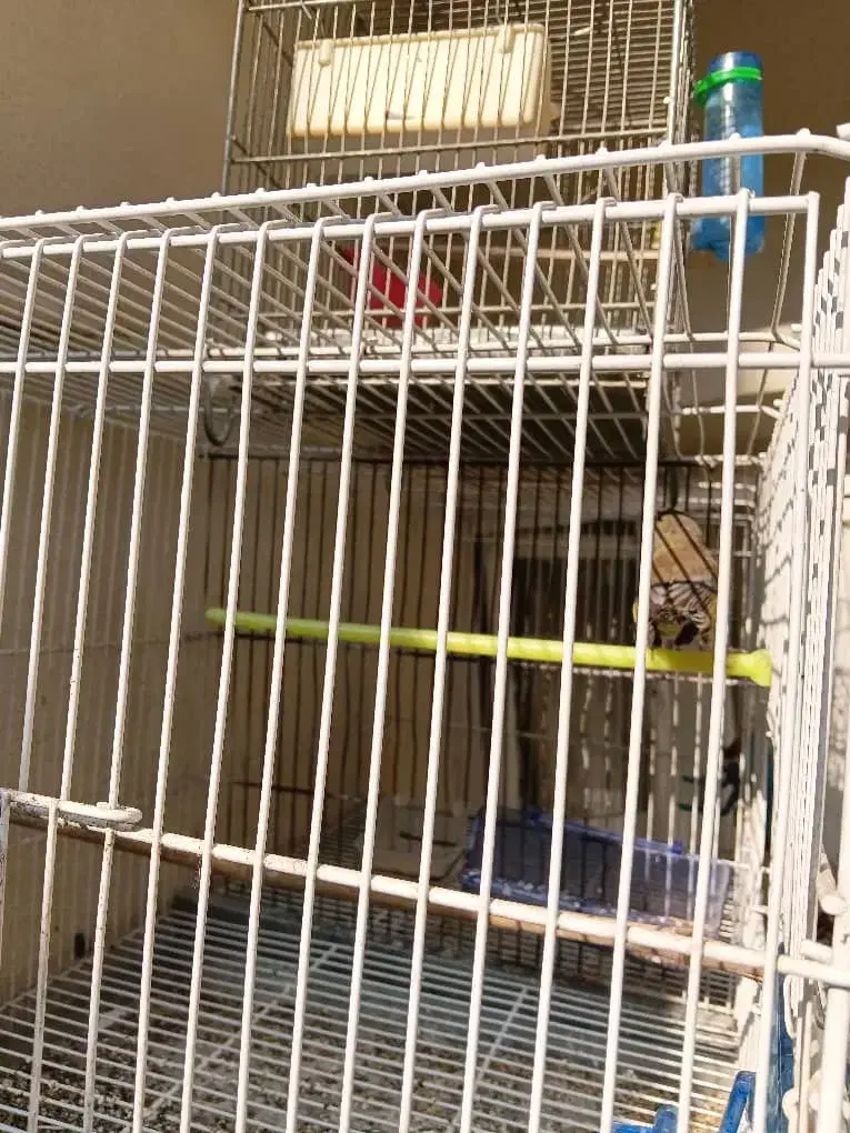 قفس پرون اردشیر|لوازم جانبی حیوانات|تهران, فلاح|دیوار