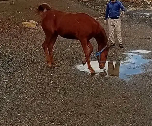 کره اسب مادیان|اسب و تجهیزات اسب‌سواری|تویسرکان, |دیوار