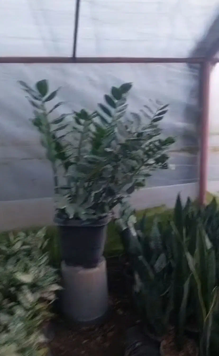 گل زاموفیلیا بزرگ|گل و گیاه طبیعی|قدس, شهر‌قدس|دیوار